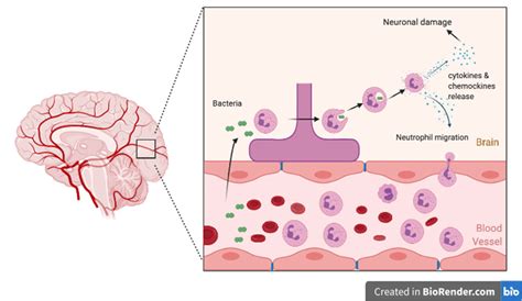 Pathophysiology Of Neuronal Damage Due To Bacterial Meningitis Download Scientific Diagram