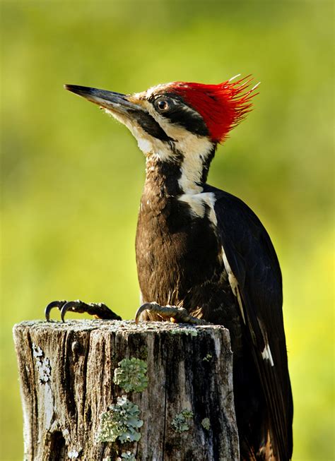 Pileated Woodpeckers Woody Lives Community Blogs