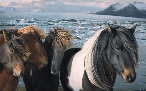 Glacier Horses Horseback Riding Tours In Iceland