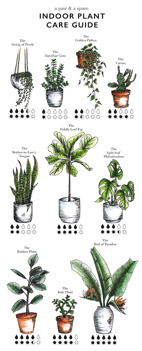 How To Care For Indoor Plants A Pair And A Spare