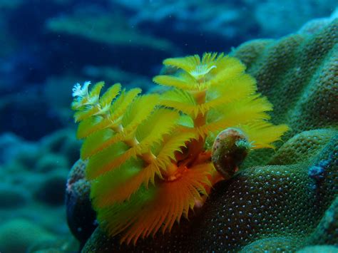 Christmas Tree Worm Facts Habitat Diet Conservation And More