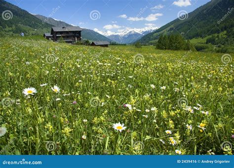 Swiss Meadow Stock Photo Image Of Alps Terrain Blue 2439416