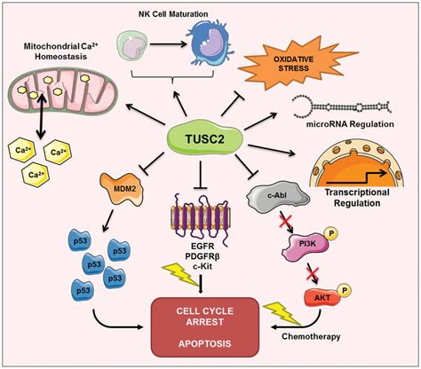 TUSC2 Regulation Of Cellular Processes And Signaling Pathways