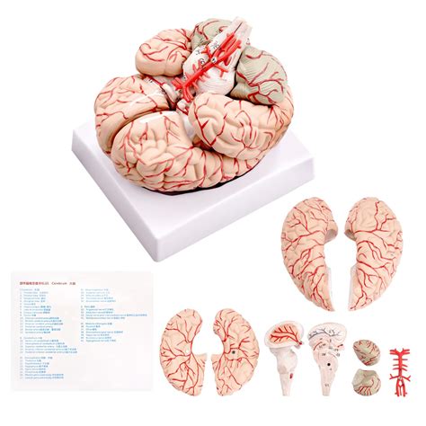 Buy Human Brain Model Anatomical Accurate Brain Model 8 Parts Magsoar