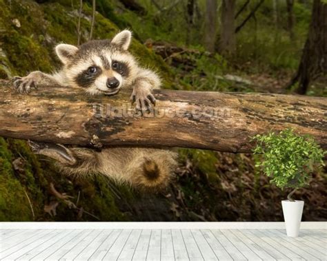 Such as whining, crying, snorts, growls, whimpers. Baby Raccoon Wallpaper Mural | Wallsauce UK