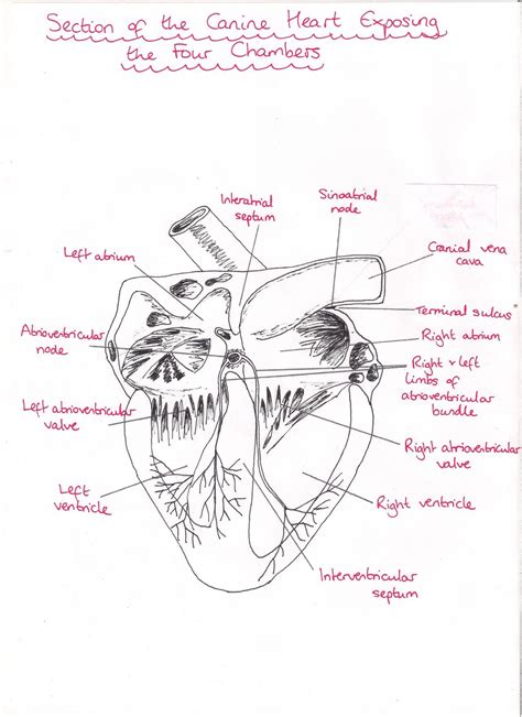 Dog Heart Anatomy Tumblr Heart Anatomy Anatomy Vet Technician