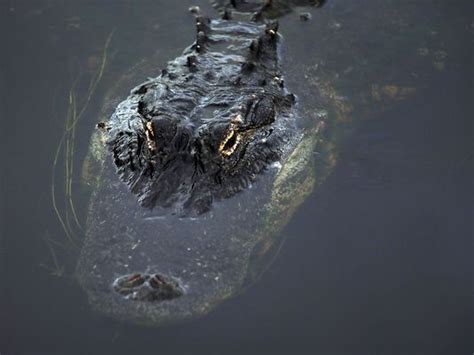 Huge 920 Pound Gator Captured In Alabama Lake Alligator Everglades