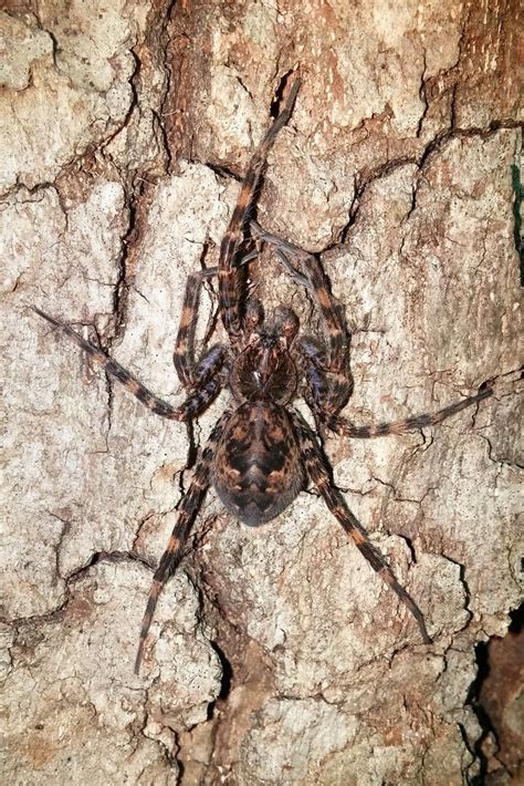 Pisauridae Dolomedes Tenebrosus Dark Fishing Spider Flickr