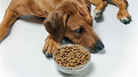 10 Best Quality Dog Foods Without Chicken Reviews Guide
