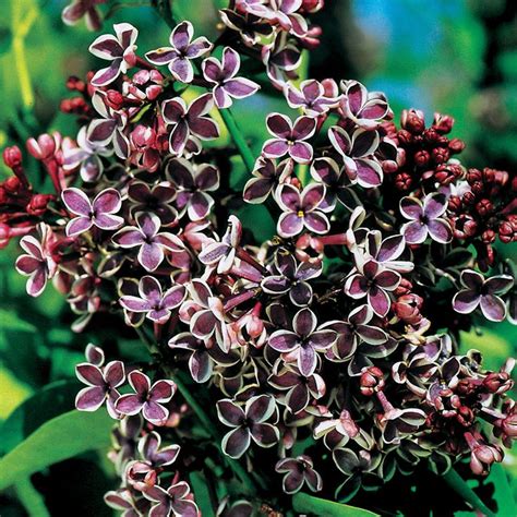 Sensation Lilac Lilac Perennial Plants Trees And Shrubs