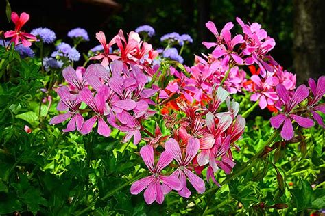 We will proudly lead the pledge of allegiance at the kiwanis ky convention opening session this saturday (august 24 ). Plant With Small Pink Flowers And Trailing Stems | Best ...