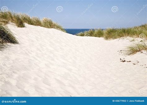 North Sea Dunes In Denmark Stock Photo Image Of Vacation