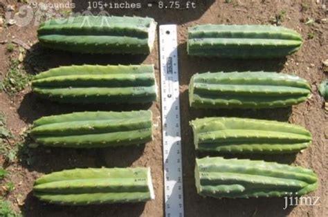 Because it grows naturally in the andes mountains at high altitude and with high. inerorer: Cactus Drug/Herb; San Pedro