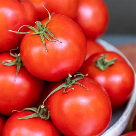 Early Darling Hybrid Tomato Gurneys Seed And Nursery Co
