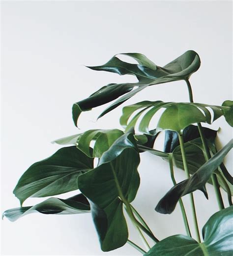 Minimalist aesthetic slideshow presentation free google slides theme and powerpoint template. Another week ahead, have a good one everyone! 🌿 ...