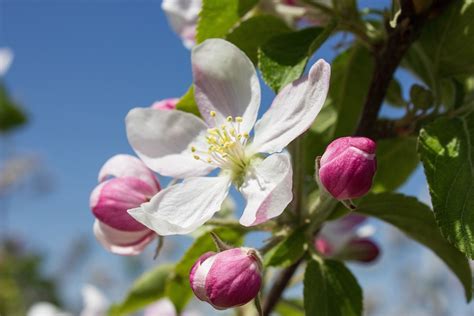 Apple Blossom Bloom Free Photo On Pixabay