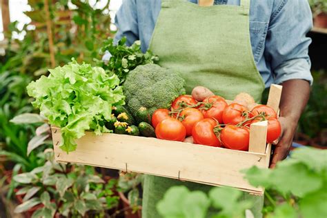 Cultivo De Hortalizas ¡todo Lo Que Necesitas Saber