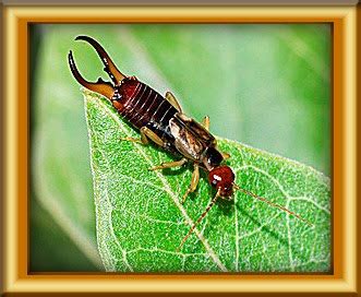 In agriculture, pests either feed on crops or livestock or compete with them for resources. Allgood Pest Solutions: Pest Control Info on Earwigs