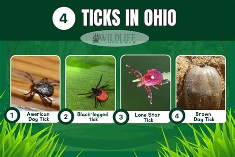 4 Potentially Harmful Ticks In Ohio Pictures Wildlife Informer