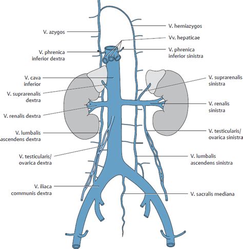 Overview Of Neurovascular Structures Basicmedical Key