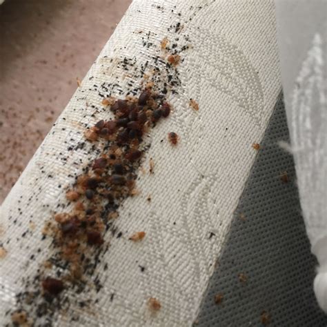 Bed bug bites can be very irritating to the skin and unpleasant to the eye. Pin by Cobra Pest Control Inc. on Bed Bug Control in Rhode ...