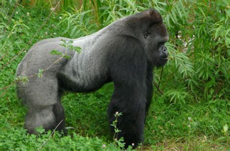 Endlich Spüren Auch Die Erwachsenen Wilhelma Gorillas Gras Unter Den Füßen Bevor Silberrücken