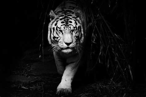 Tons of awesome black tiger wallpapers to download for free. Black Tiger Wallpaper - WallpaperSafari