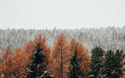 Download Wallpaper 1920x1200 Forest Trees Snow Winter Widescreen 16