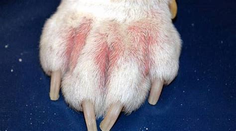 Pododermatitis In Dogs Signs Causes And Treatment Best Vet Online