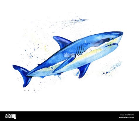 Great White Shark Watercolor Illustration Underwater Creature