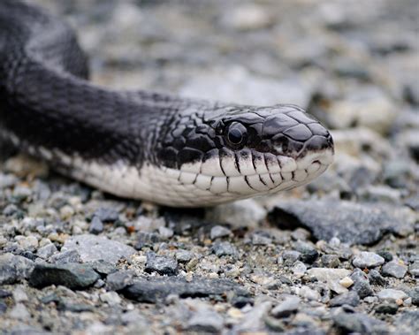 Black Rat Snake Calypso Photography
