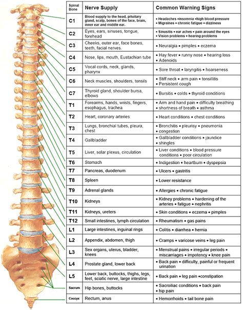 Printable Spinal Nerve Chart Free Printable Calendar The Best Porn Website