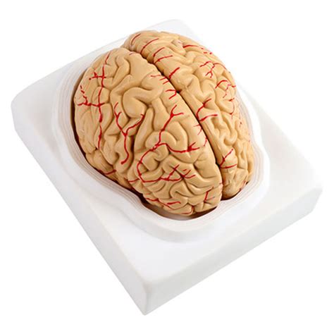 Buy Human Brain Model Anatomy Color Coded Partitioned Brain With