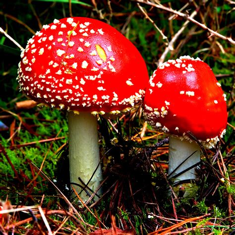 California Considers The Legalization Of Magic Mushrooms Voice