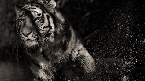 Tiger Lions Jaguar 1080p Animals Cubs Leopard Nature Big Cats
