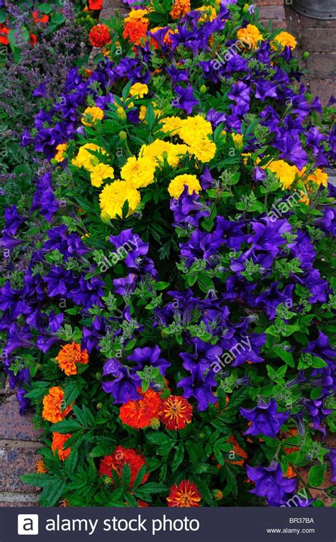 We did not find results for: Petunias and French marigolds in annuals bed in a Dorset ...