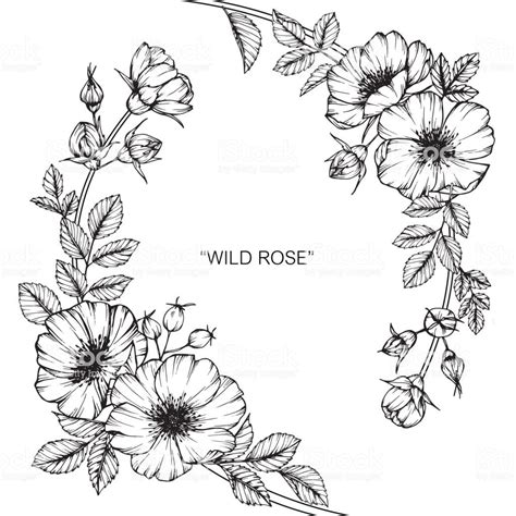 Hand Drawing And Sketch Wild Rose Flower Black And White With Line