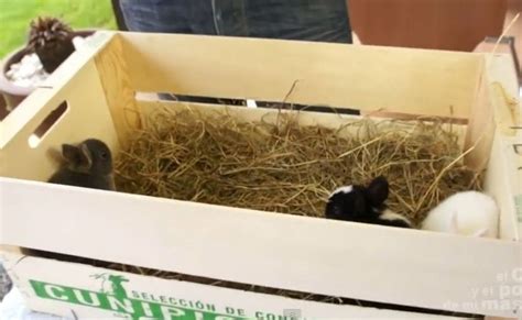 La de atrás no es al rabush, es mi amiga carlotta, de alemania. Cómo preparar la jaula de un conejo | Mascotas