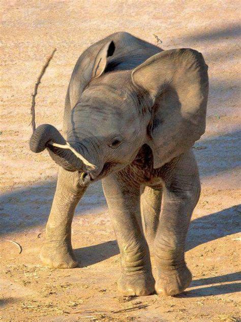 Baby Elephant Playing With Stick Luvbat