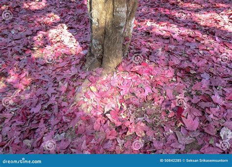 Colorful Autumn Maple On The Fall Forest Floor Stock Image Image Of