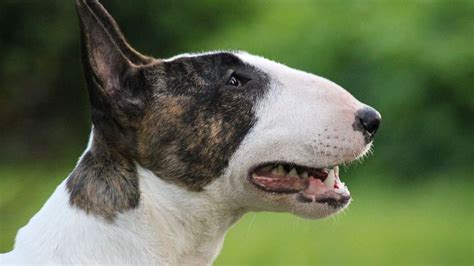 Bull Terrier Description Temperament Lifespan And Facts Britannica