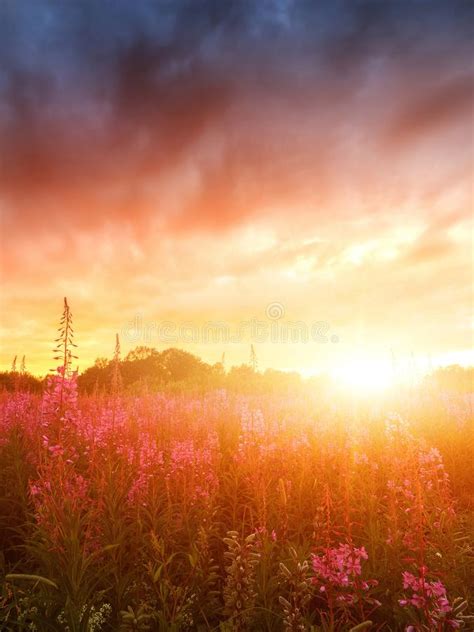 Pink Ivan Tea Or Epilobium Herbal Tea On Sunset Field Close Up