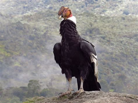 Andean Condor Ebird