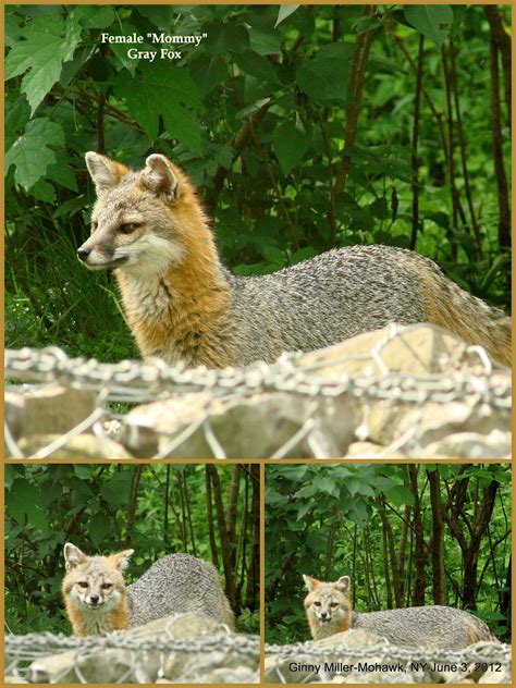 Photography By Ginny June 4th Photos 2012 Female Gray Fox And The Doe