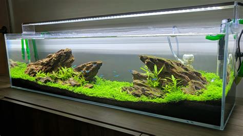 12 Gallon Long Aquascape Any Ideas On How To Take A Good Picture Of A