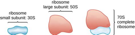 Ribosome Types Structure And Functions Biology Educare