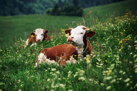 Cows Relaxing On Field Digital Art By Susy Mezzanotte Pixels