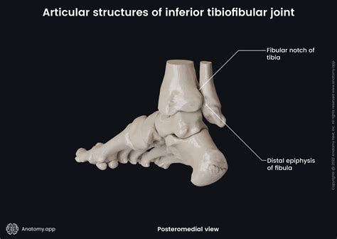 Inferior Tibiofibular Joint Encyclopedia Anatomyapp Learn
