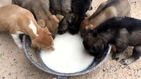 Puppy Drinking Milk Clips.six Dogs Stock Footage Video (100% Royalty-free) 29638471 | Shutterstock