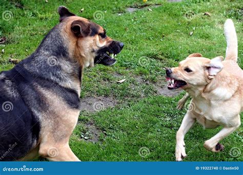Fighting Dogs Stock Photo Image Of Alert Face Back 19322740